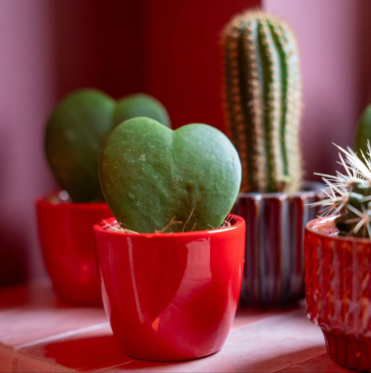 Vetplanten set van 3 met mini pot 'Love', roze-rood, Ø6 cm, kenmerkend blad