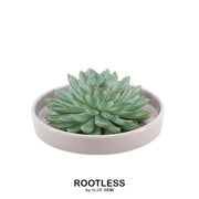 ROOTLESS Succulent Echeveria Pulidonis in schaal &