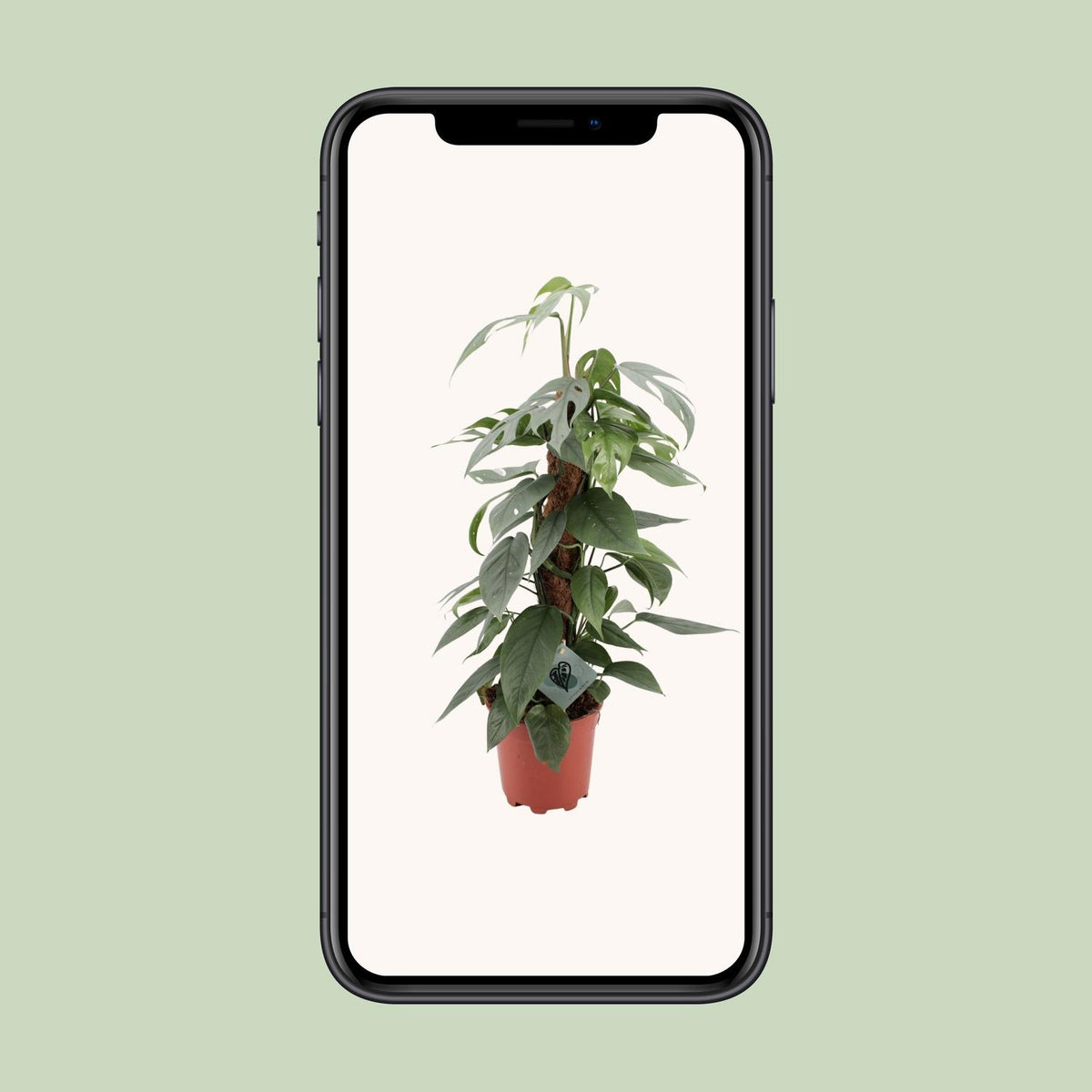 Detailfoto van Epipremnum Pinnatum Cebu Blue