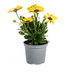 8x Osteospermum Ecklonis Gelb, plant in pot