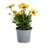8x Osteospermum Ecklonis Gelb