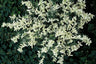 12x Euonymus fort. 'Harlequin'