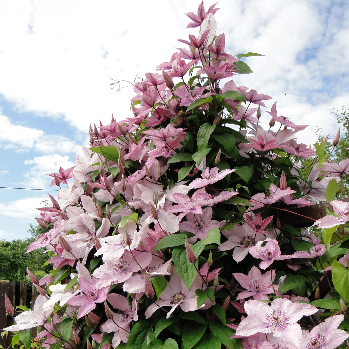 Clematis Hagley Hybrid, groene bladeren