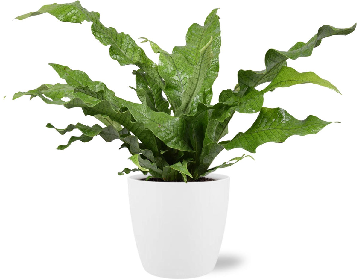 Microsorum Diversifolium, plant in pot