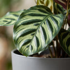 Pauwenplant (Calathea Makoyana) met grijze pot, groene bladeren
