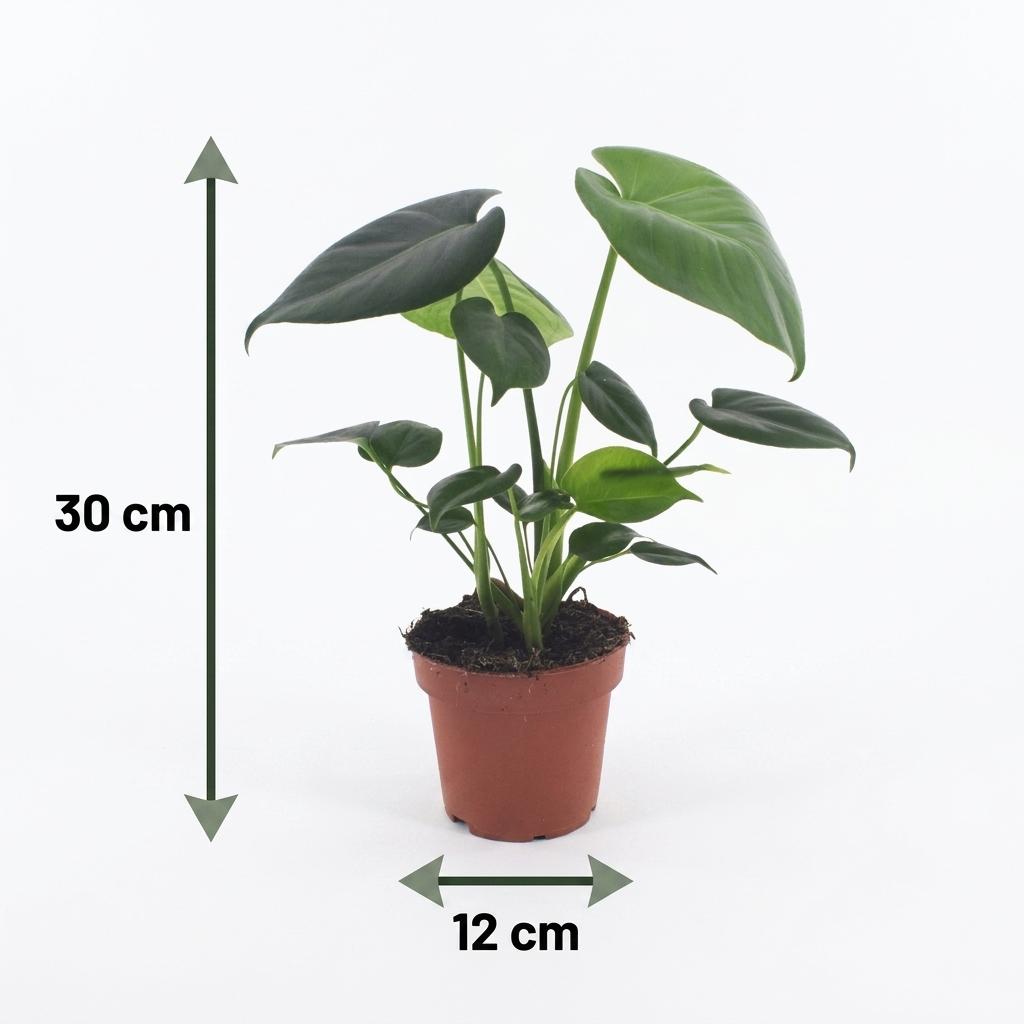 Monstera Deliciosa - Gatenplant, plant in kweekpot