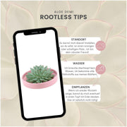 ROOTLESS Succulent Echeveria Pulidonis in schaal &