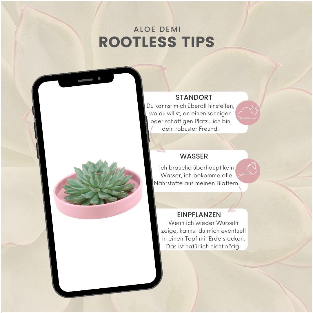 ROOTLESS Succulent Echeveria Pulidonis in schaal 'roze', detail van het blad