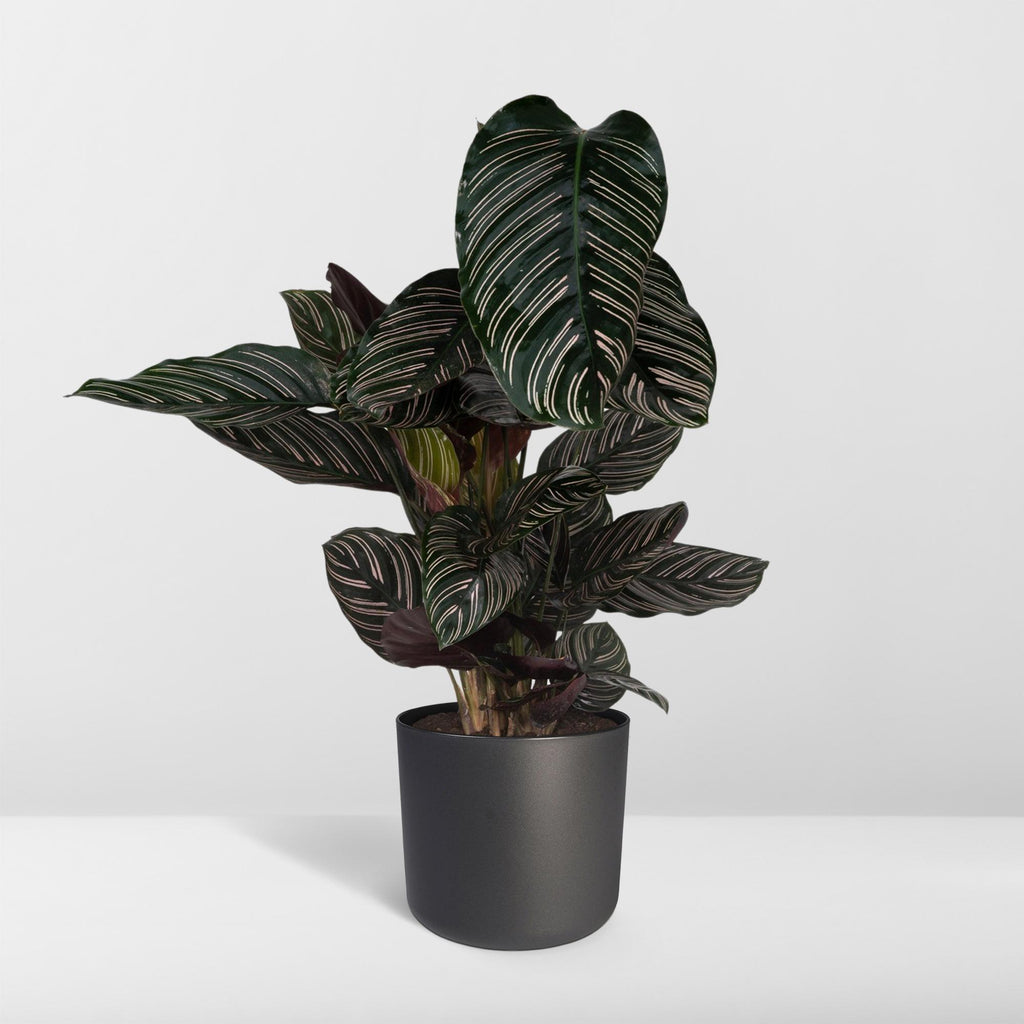 Calathea ornata, kamerplant met gestreept blad, 75 cm hoog, gezonde plant