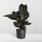 Calathea ornata, kamerplant met gestreept blad, 75 cm hoog, gezonde plant