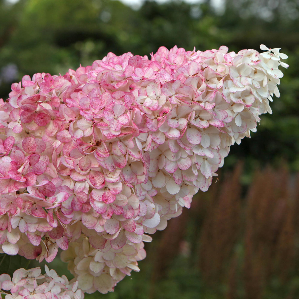 Hydrangea panniculata Vanille Fraise, groeiwijze van de plant
