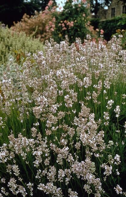 Lavandula int. 'Edelweiss', groeiwijze van de plant