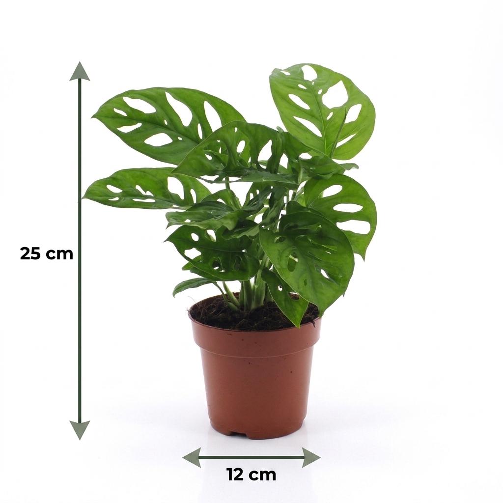 Monstera adansonii, Rhaphidophora tetrasperma met grijze pot, plant in kweekpot