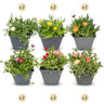 12x - Delosperma mix - Ø7cm - ↕10-12cm