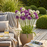 Allium Purple White Mix