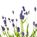 Lavandula Angustifolia, kenmerkend blad