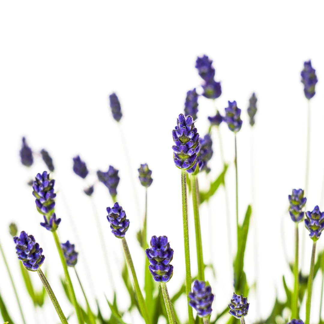 Lavandula Angustifolia, kenmerkend blad