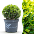 BetterBuxus Skylight, schimmelresistente buxusvervanger, pot 23 cm, plant in pot