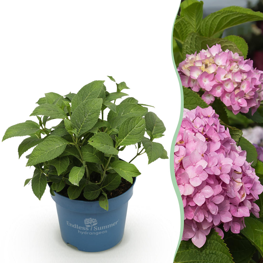 Hortensia Endless Summer The Original Pink, plant in pot