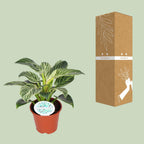 Detailfoto van Philodendron Birkin