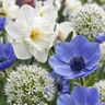 Bloembollen voor de zonnige tuin, Sunny Garden