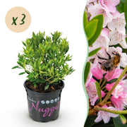 Rhododendron Bloombux &