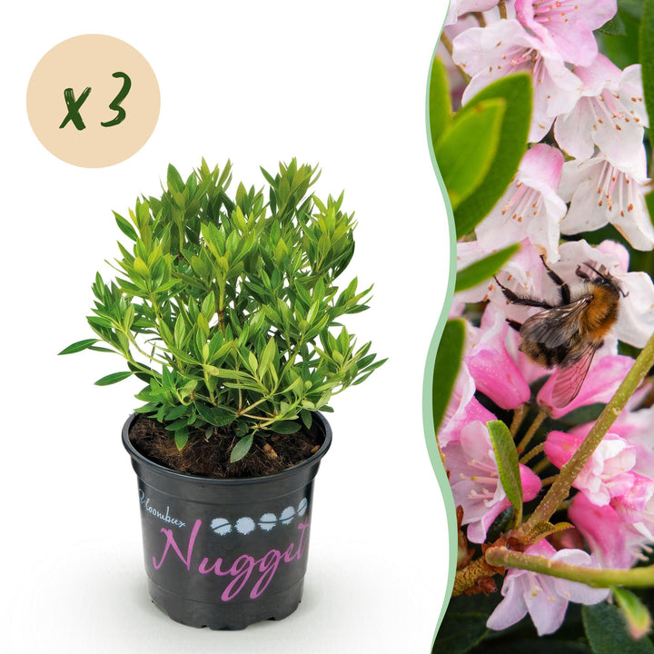 Rhododendron Bloombux &