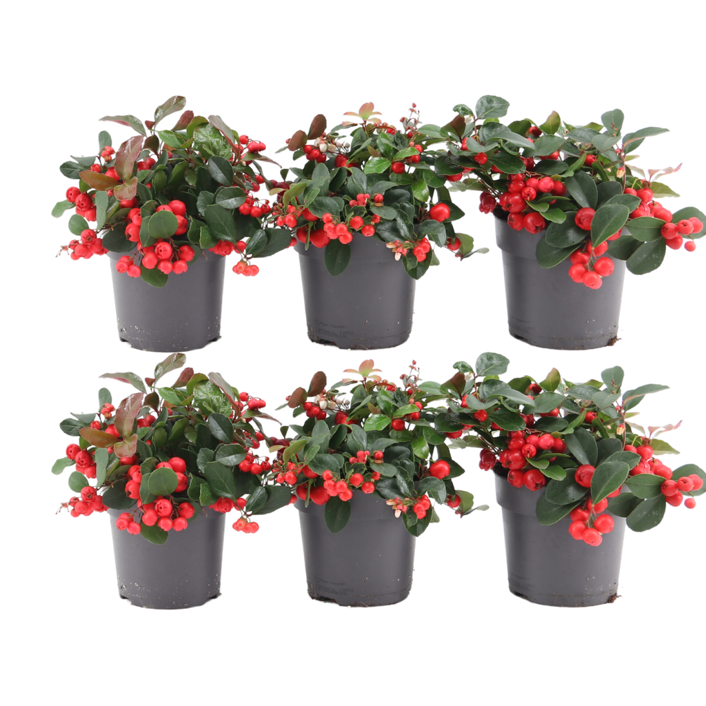 6x Gaultheria procumbens 'Big Berry' | 15, detail van het blad