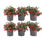 6x Gaultheria procumbens 'Big Berry' | 15, detail van het blad