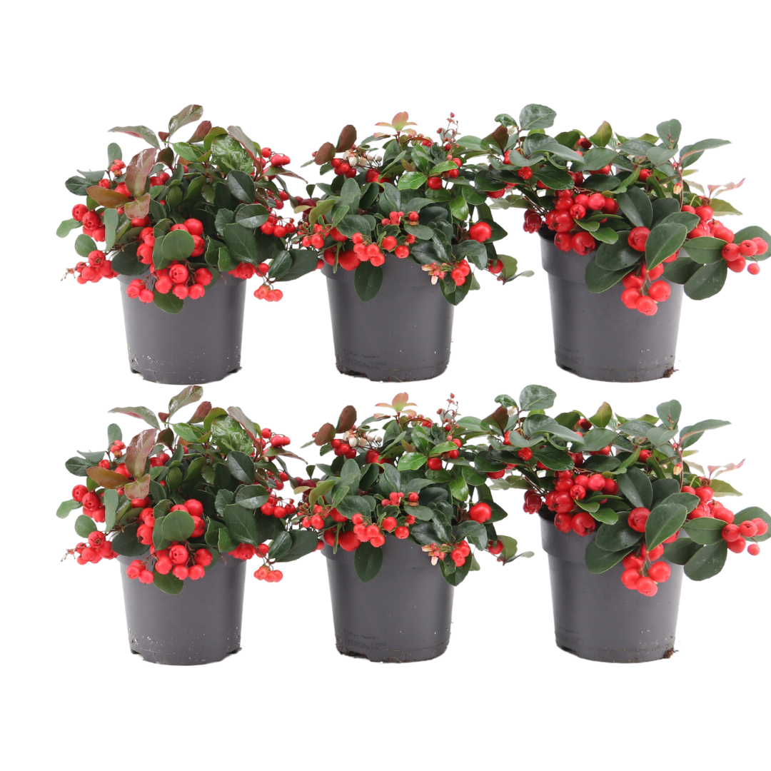 6x Gaultheria procumbens 'Big Berry' | 15, detail van het blad