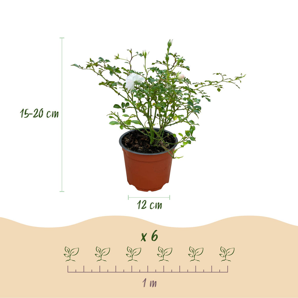 Bodembedekkende roos White Fairy, witte bloemen, compacte plant