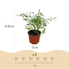 Bodembedekkende roos White Fairy, witte bloemen, compacte plant