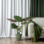 Alocasia Wentii - Olifantsoor, gezonde plant