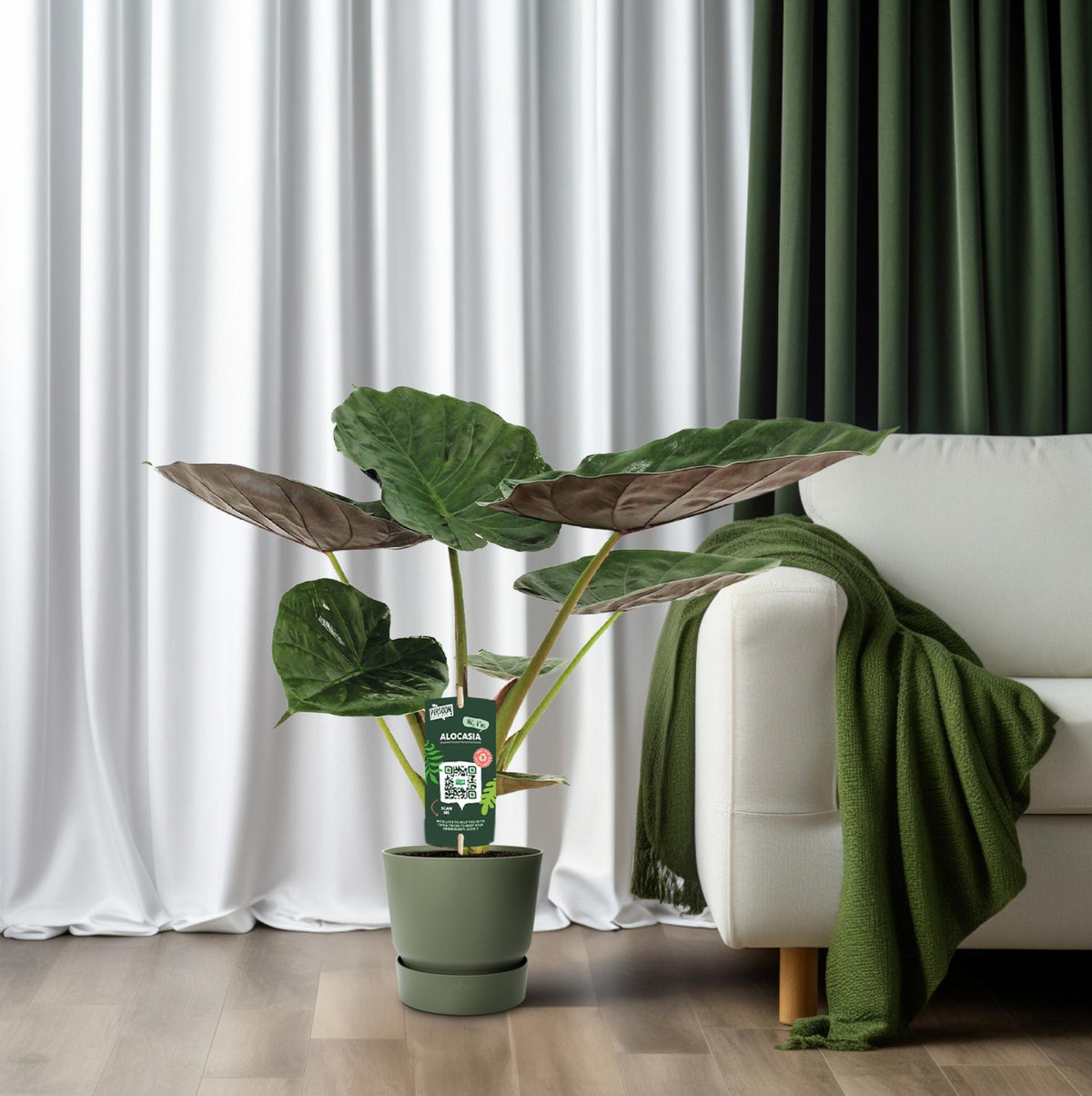 Alocasia Wentii - Olifantsoor, gezonde plant