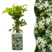 Clematis vitalba - inheemse bosrank - set van 4 - Ø9 cm