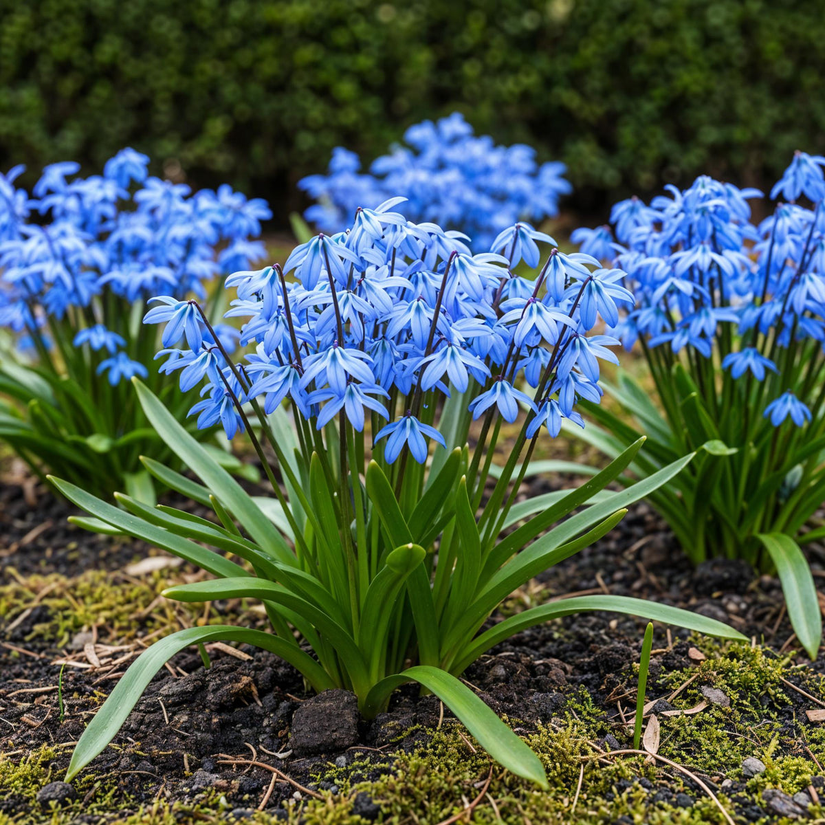 Scilla Siberica, kenmerkend blad