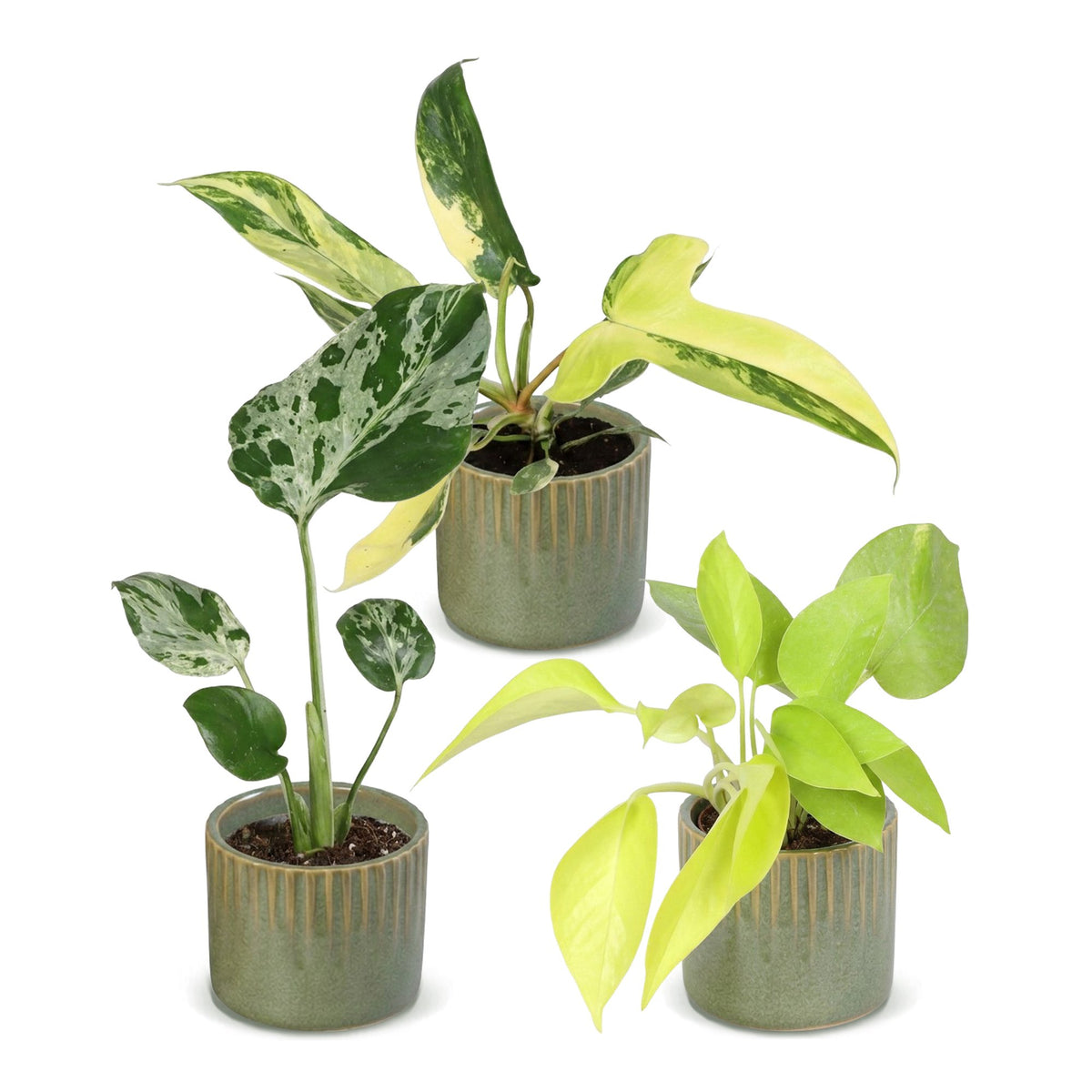Productafbeelding van Pureplant