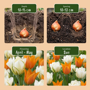 Tulp &