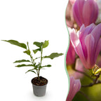 Magnolia Heaven Scent, detail van het blad