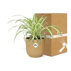 Detailfoto van Chlorophytum Comosum Variegatum in ELHO Vibes Fold 14cm geel