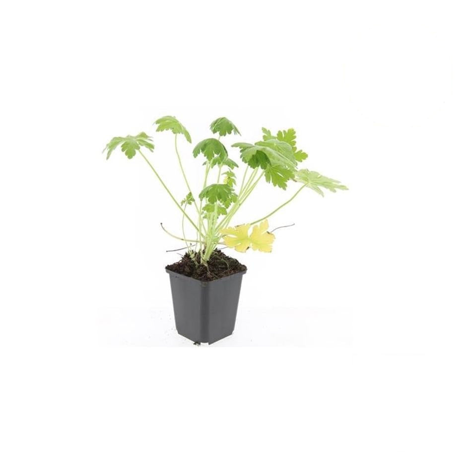 Geranium macr. 'Spessart', groeiwijze van de plant
