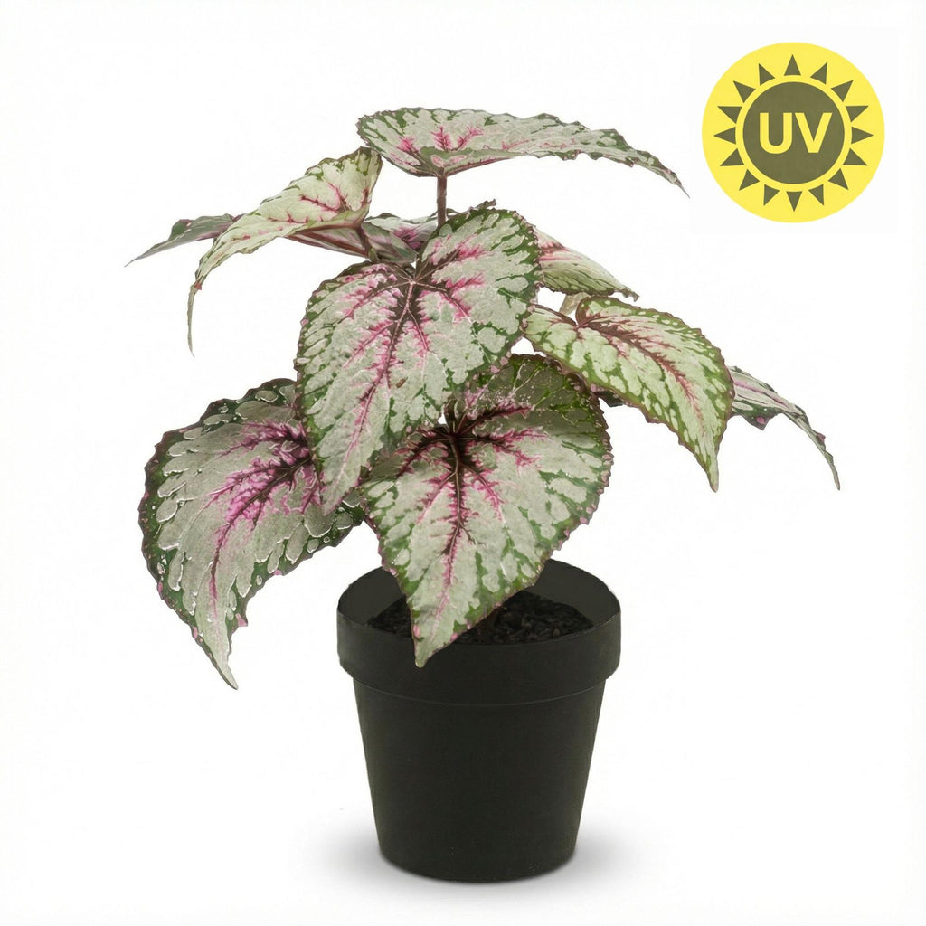Begonia, detail van het blad