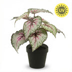 Begonia, detail van het blad