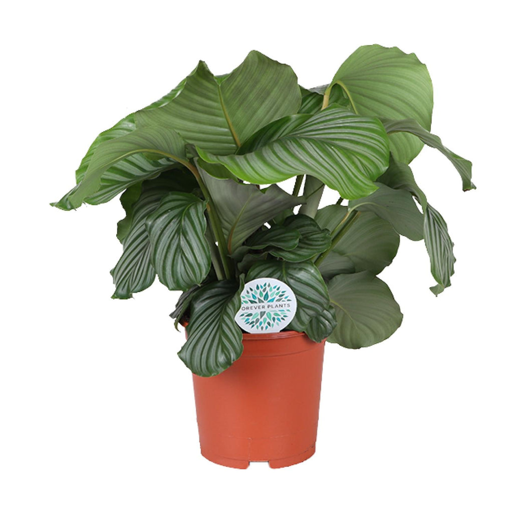 Calathea Orbifolia, plant in pot