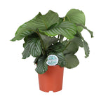 Calathea Orbifolia, plant in pot