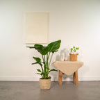 Strelitzia Nicolai, 90 cm hoog