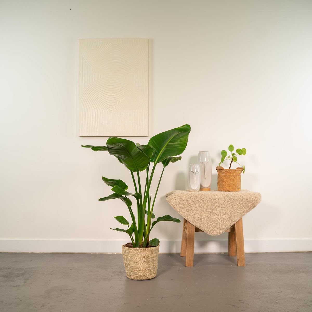 Productfoto van Strelitzia Nicolai