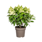 Productafbeelding van Pureplant