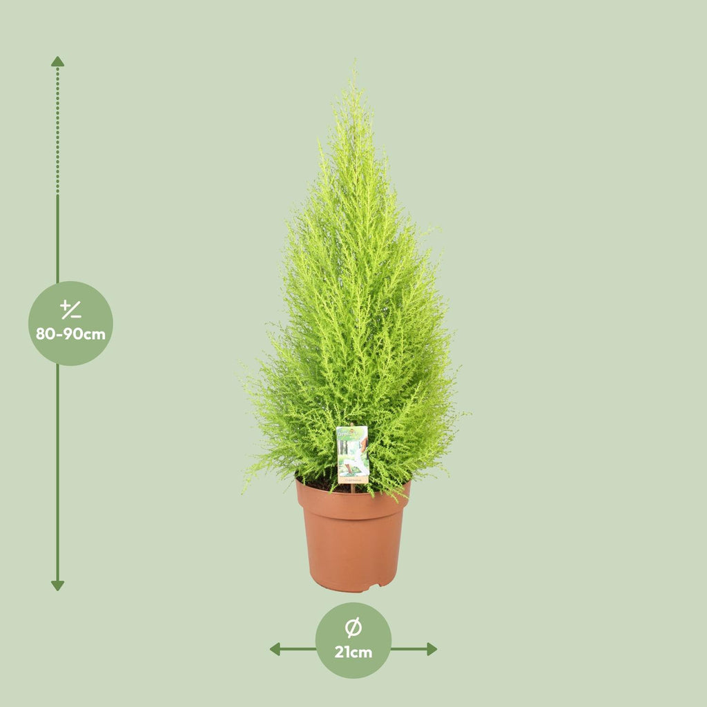 Detailfoto van Cupressus Goldcrest Wilma