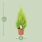 Detailfoto van Cupressus Goldcrest Wilma